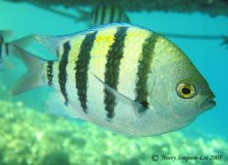 Taken at Coral Bay in Sharm. Canon Powershot S40. by Jonny Simpson-lee 